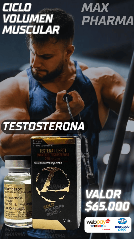 Ciclo Volumen Muscular